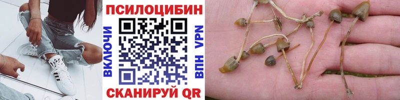 Купить где  Истра  Псилоцибиновые грибы MAGIC MUSHROOMS 